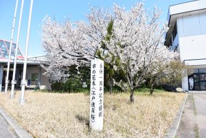 桜の花　見ごろ速報