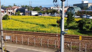 「ひまわり」砺波中心市街地遊休農地活用！！見頃です。