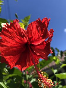 与那国島からの便り（ライン）