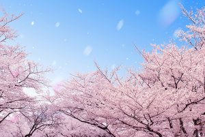 桜の開花予想2019　富山県砺波市・小矢部市・南砺市