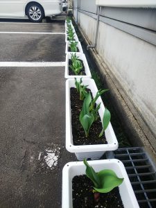 会社で植えたチューリップ