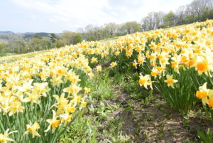 新緑のにおいを感じる☆彡デスクトップの背景に癒しを求めて👣