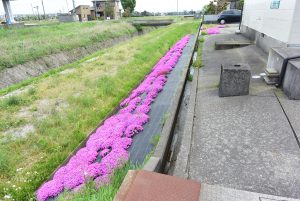 アパート敷地に植えられた芝桜！！小矢部市埴生ロイヤルハイツ