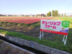 砺波市 庄下ファーム 高波ファーム 雄神自治振興会館前 この季節の風物詩🌷