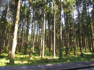 砺波市 筍・山菜は急にもらっても困るタイミングがあるもの・・・竹の若芽