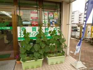 緑のカーテン～キュウリ～