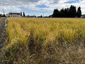 ひこばえ「蘖」にばんぼ「2番穂」となみ野の農地に映える☆彡