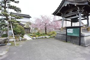 真寿寺　しだれ桜