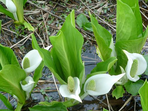 縄ヶ池の水芭蕉が見頃です!