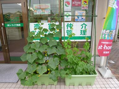 富山市 安田城跡の睡蓮