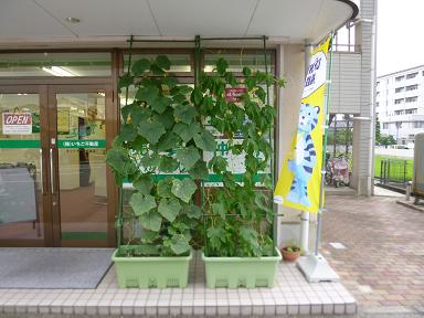 緑のカーテン 成長日記