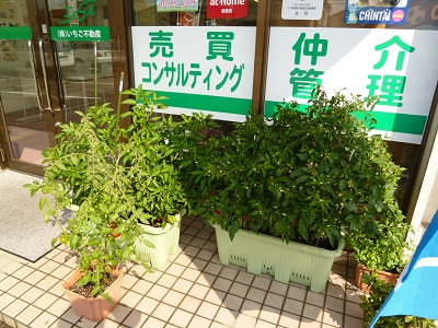 緑のカーテン成長日記