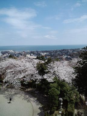 桜と海です。