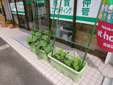 緑のカーテン 成長日記