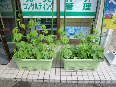 緑のカーテン成長日記