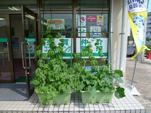 緑のカーテン成長日記