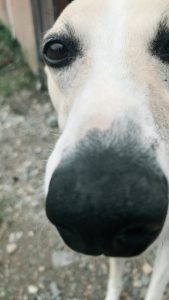 愛犬のぽん太